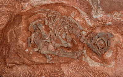 2億年前の恐竜の巣や卵発見、子育て法解明に光 南ア