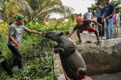 【今日の1枚】「あと一息」池に落ちたマレーバクを救助