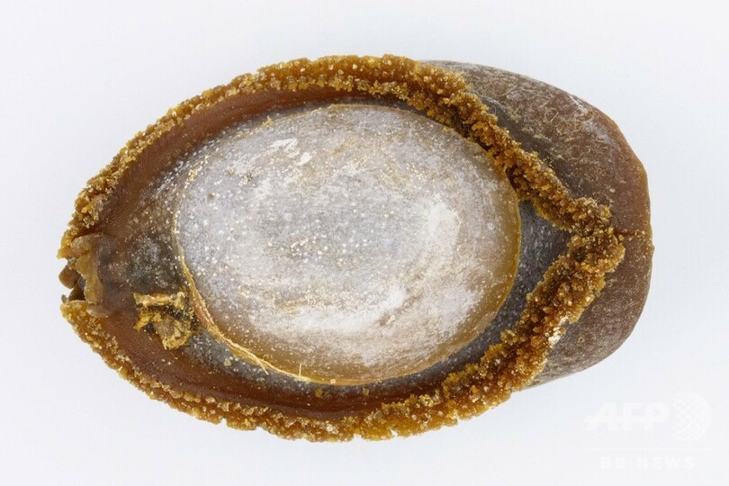 中国向けアワビの密漁、南ア漁民が直面する「死のリスク」