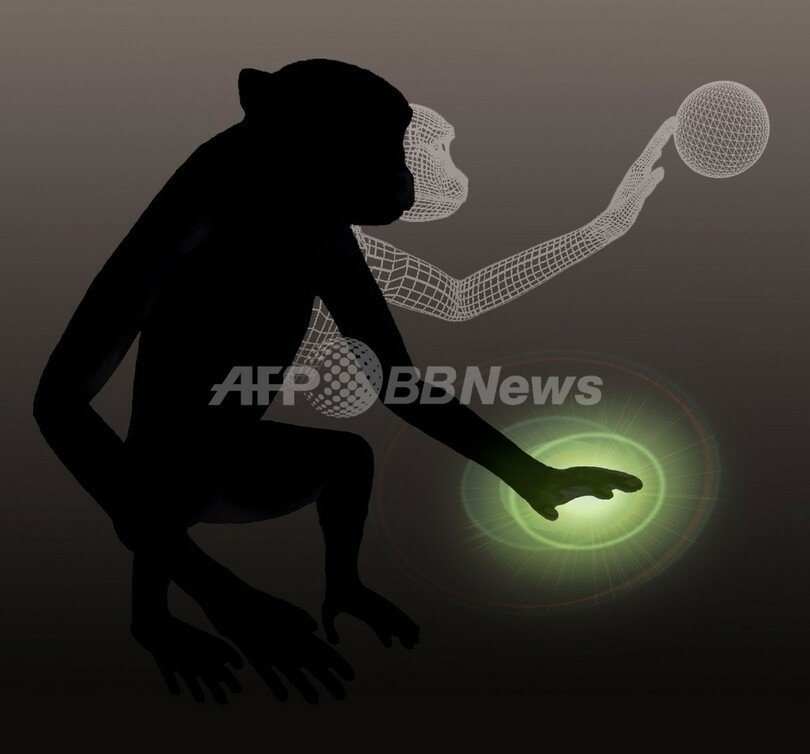 脳だけで「仮想の腕」動かし「仮想物体」感じるサル、米大研究
