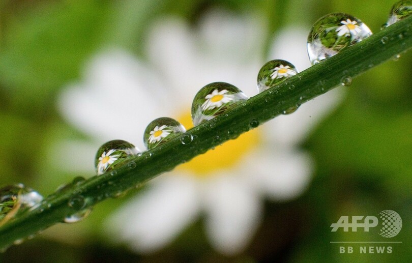 空からの贈り物 雨粒にヒナギクの花 独 写真1枚 国際ニュース Afpbb News