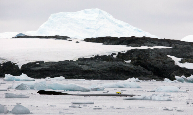 「クジラカメラ」で採餌習性の謎明らかに、南極調査