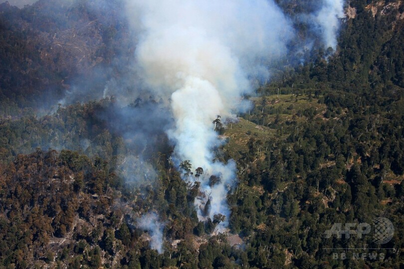 チリ大規模山火事、固有の動植物にも脅威