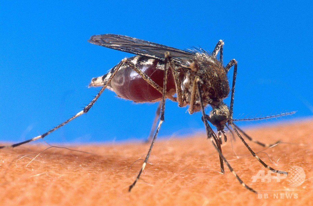 マラリア原虫を肝臓内で殺傷、新薬候補分子631個を特定 国際研究 マラリア原虫を肝臓内で殺傷、新薬候補分子631個を特定 国際研究