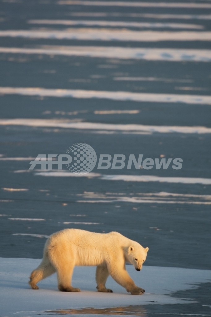 北極圏で気温が5度上昇、温暖化へのドミノ現象が原因 米報告 北極圏で気温が5度上昇、温暖化へのドミノ現象が原因 米報告