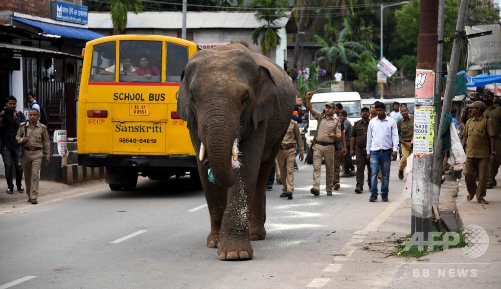 街中に野生のゾウ出現 市民ら騒然 インド 写真4枚 国際ニュース Afpbb News