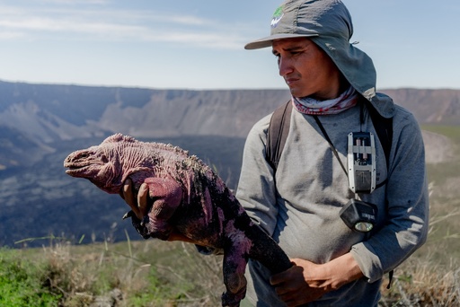 残りわずか211匹 ガラパゴス諸島のピンクイグアナ 個体数調査 写真13枚 国際ニュース Afpbb News