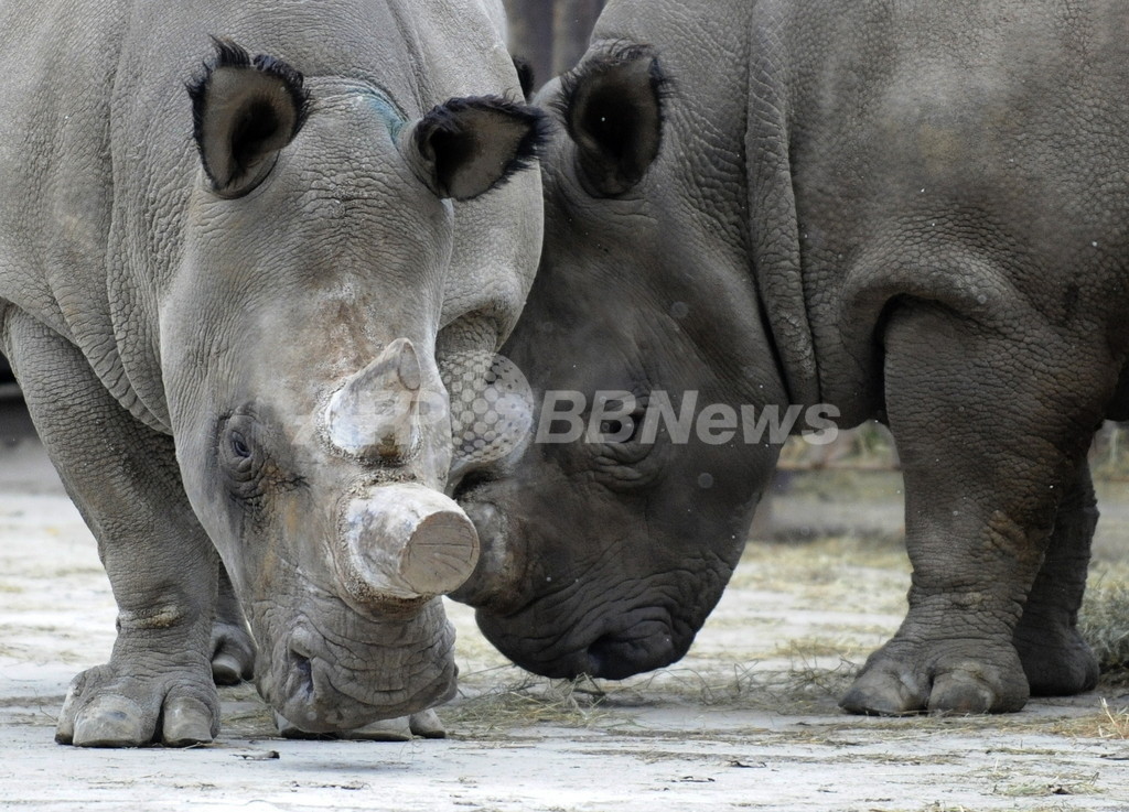 絶滅危惧種からiPS細胞、種を救う技術になるか 米研究 絶滅危惧種からiPS細胞、種を救う技術になるか 米研究