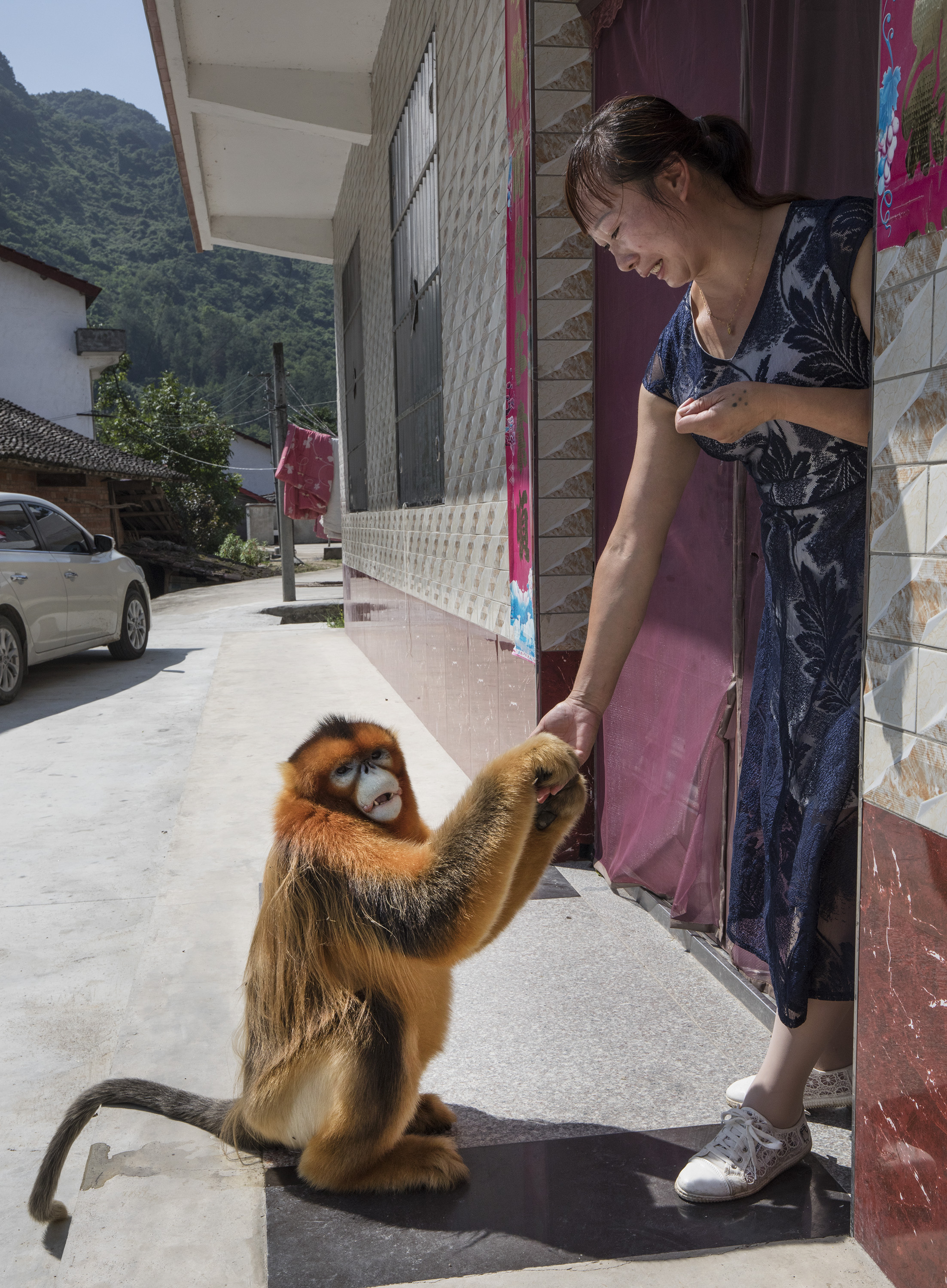 野生のキンシコウが農家を 訪問 中国 漢中市 写真12枚 国際ニュース Afpbb News