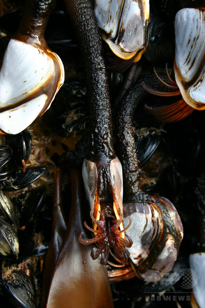 津波がれきが「いかだ」に、海洋生物が集団移動 米研究 津波がれきが「いかだ」に、海洋生物が集団移動 米研究