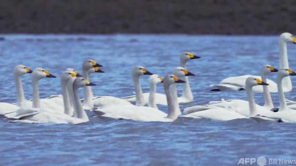 動画：ダム湖が渡り鳥の楽園に 中国新疆ウイグル自治区 写真1枚 国際ニュース：AFPBB News