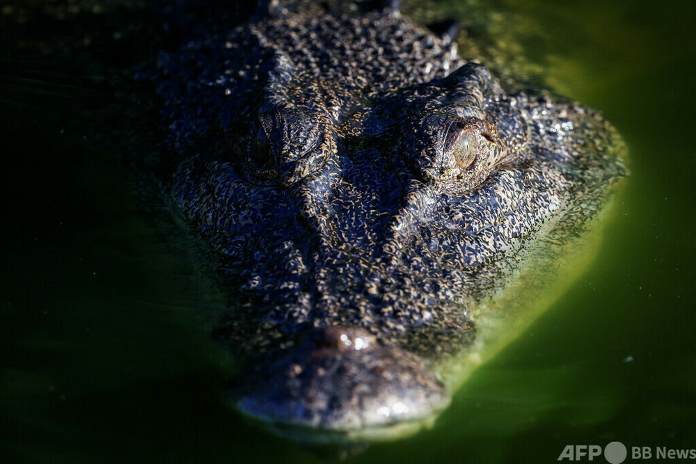 絶滅寸前から「ワニの楽園」に オーストラリアの保全活動 写真15枚