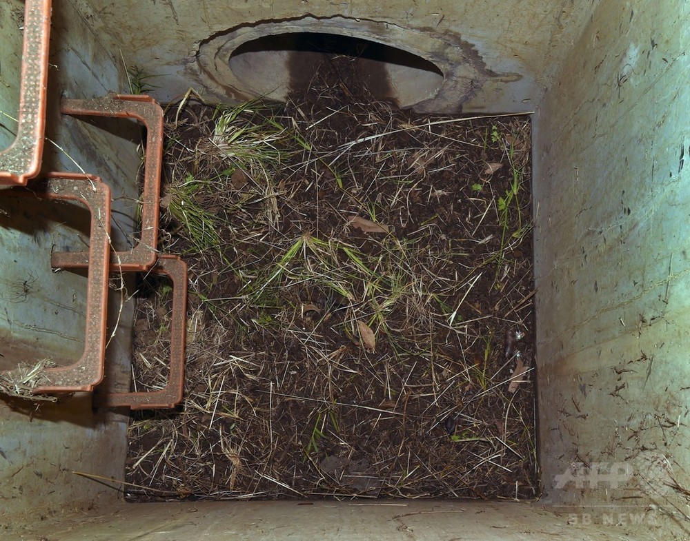 排水溝に5日間、泣き声に気付き新生児を救出 母親を逮捕 豪州 写真3枚 国際ニュース:AFPBB News