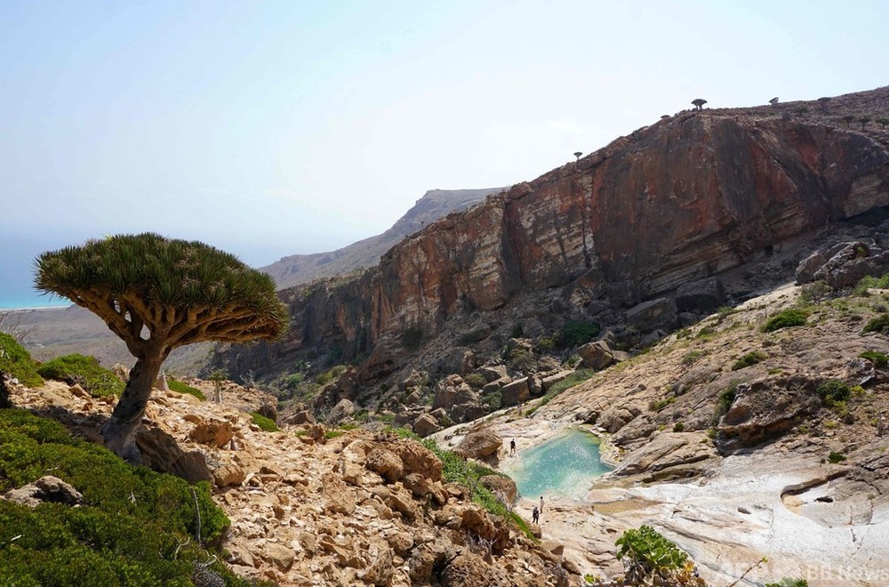 環境危機示す「炭鉱のカナリア」 イエメン・ソコトラ島の竜血樹