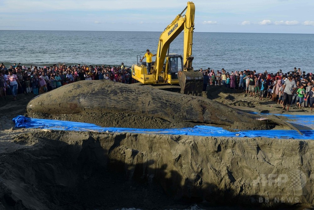 浜辺に打ち上げられたクジラ、9頭のうち4頭が死ぬ インドネシア 写真16