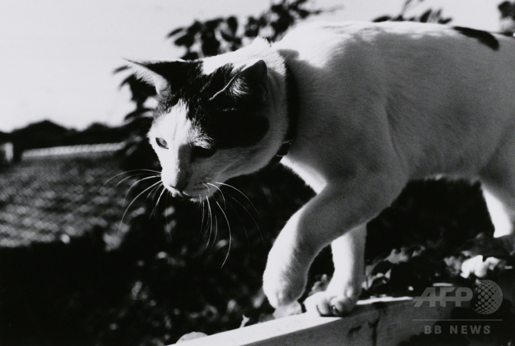 東京都写真美術館「TOPコレクション 東京・TOKYO」開催