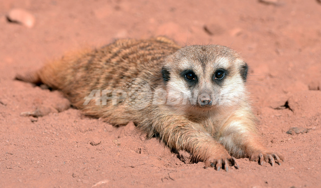 【特集】おもしろ動物写真集～癒やし系から仰天系まで～