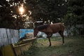 スマイラ・ザカリア・メジーダさんの飼育する馬。中央アフリカの首都バンギにて（2020年1月23日撮影）。(c)FLORENT VERGNES / AFP