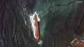 トリニダード・トバゴ沖で見つかった転覆したはしけの衛星画像。米宇宙技術会社マクサー・テクノロジーズ提供（2024年2月14日撮影、提供）。(c)AFP PHOTO / Satellite image ©︎2024 Maxar Technologies