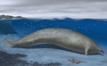 ペルーで化石が見つかったクジラの仲間「Perucetus colossus」の想像図。英ネイチャー・パブリッシング・グループ提供（2023年8月1日提供）。(c)AFP PHOTO / NATURE/ Alberto Gennari