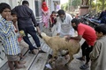 インド・ハイデラバードで、犠牲祭のためにいけにえにするヤギを運ぶイスラム教徒たち（2020年8月1日撮影）。(c)NOAH SEELAM / AFP