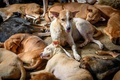 タイ・バンコクの郊外にある野良犬の保護施設に収容された犬たち（2020年4月6日撮影）。(c)Mladen ANTONOV / AFP