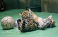 チェコ東部オロモウツの動物園でお披露目された双子のシベリアトラの子ども（2015年6月30日撮影）。(c)AFP/RADEK MICA