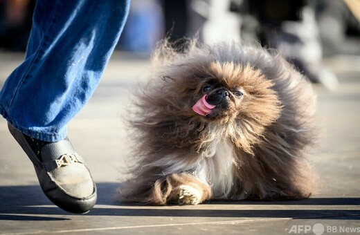 ユニークさをたたえる「世界一醜い犬コンテスト」 米 写真24枚 国際ニュース：AFPBB News