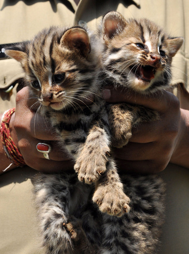 愛くるしいけど凶暴です、ベンガルヤマネコの赤ちゃん保護
