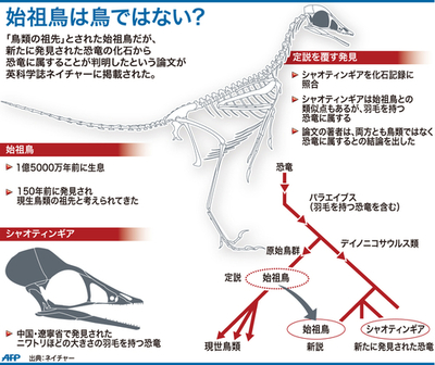【図解】「鳥の祖先」始祖鳥、実は恐竜？
