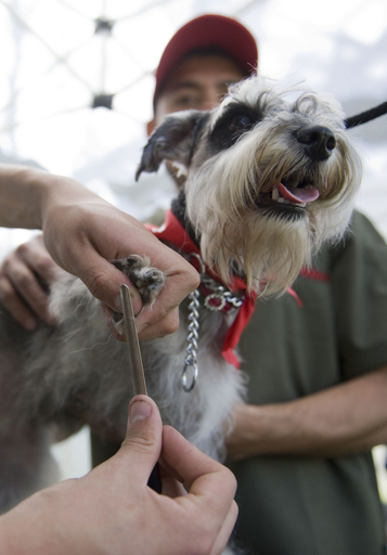 「最良の友人」愛犬と過ごす日、グアテマラ
