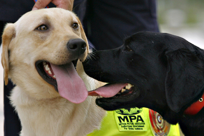 マレーシアで海賊版対策専門の警察犬部隊が発足、世界初