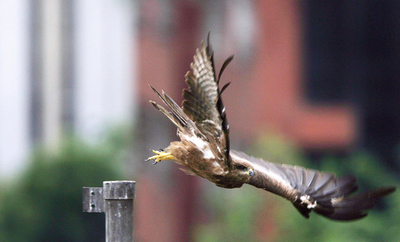 インドの大都市でヒトと共生するタカ