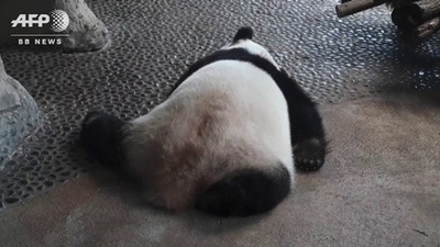 動画：静けさ満喫する動物たち 閉鎖中のベルリン動物園