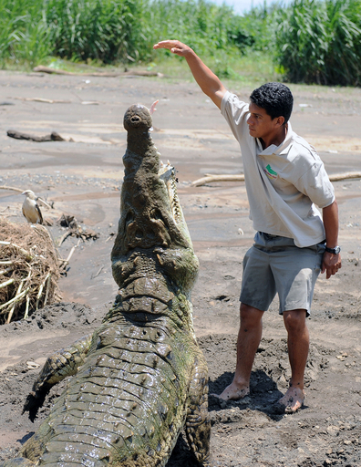 コスタリカの大型ワニ見物ツアー