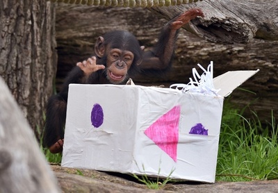 早くもXマス気分、プレゼントで盛り上がる動物たち 豪