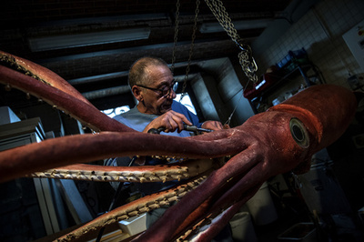 巨大イカとシーラカンス、お披露目前にお色直し 仏博物館 