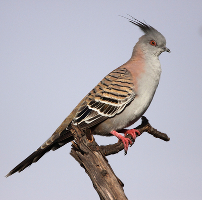 レンジャクバトの警告音は「羽ばたき」、オーストラリア国立大