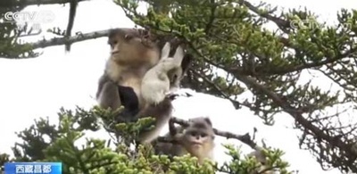 雲南キンシコウ、800匹に増加