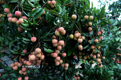 脳炎で死亡したバングラデシュの子ども13人、原因は殺虫剤 研究