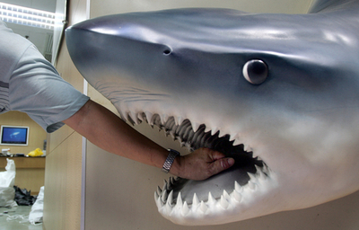 体長3メートル、シロサメの「あご」から生還した男 - オーストラリア