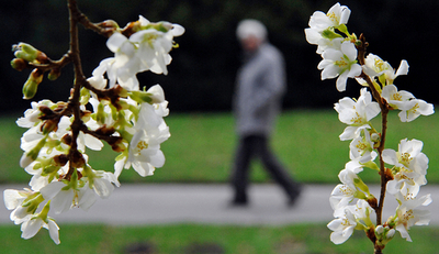 西部地域で異常な暖冬、桜開花も - ドイツ