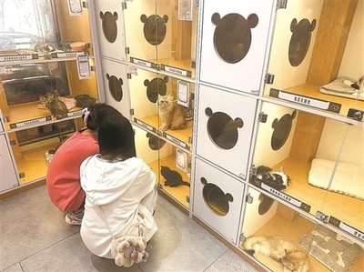 ペット里親募集にひそむリスクの数々 中国