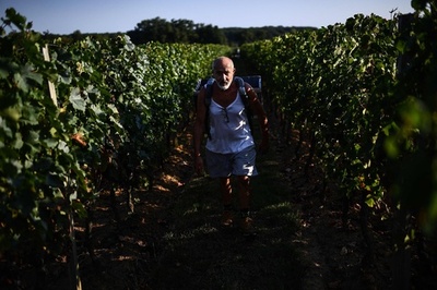 記録的な猛暑、過酷なブドウの収穫 仏ボルドー