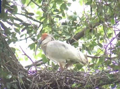 中国、南部のトキ個体群の成長を促進 