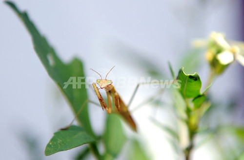 カマキリ 共食いする捕食昆虫 写真5枚 ファッション ニュースならmode Press Powered By Afpbb News