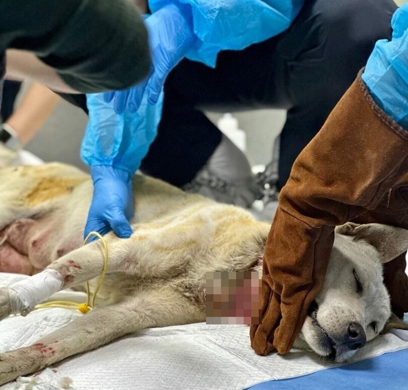 来院当時、母犬を治療する医療スタッフ＝動物病院提供(c)news1