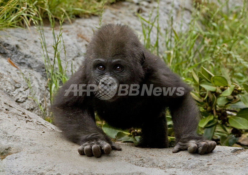 09年はゴリラの年 赤ちゃんゴリラもすくすく成長 米サンディエゴ 写真1枚 国際ニュース Afpbb News