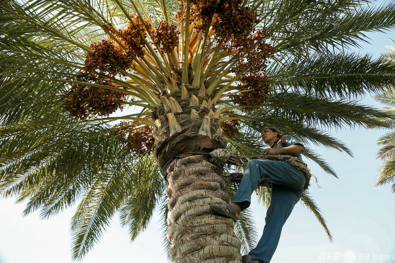 イラク古来の「デーツ収穫人」存続の危機 特産品輸入も？ 写真11枚 国際ニュース：AFPBB News