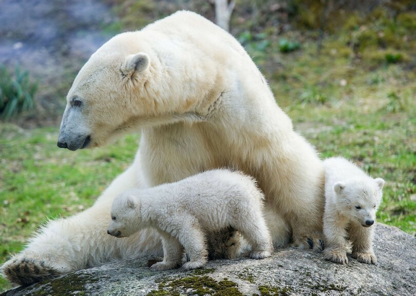 ホッキョクグマの双子の赤ちゃん公開中、独ミュンヘンの動物園
